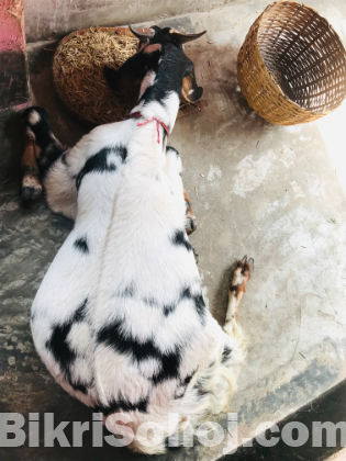 যমুনাপুরী ক্রস ছাগল